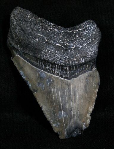 Bargain Megalodon Tooth - Florida #5454